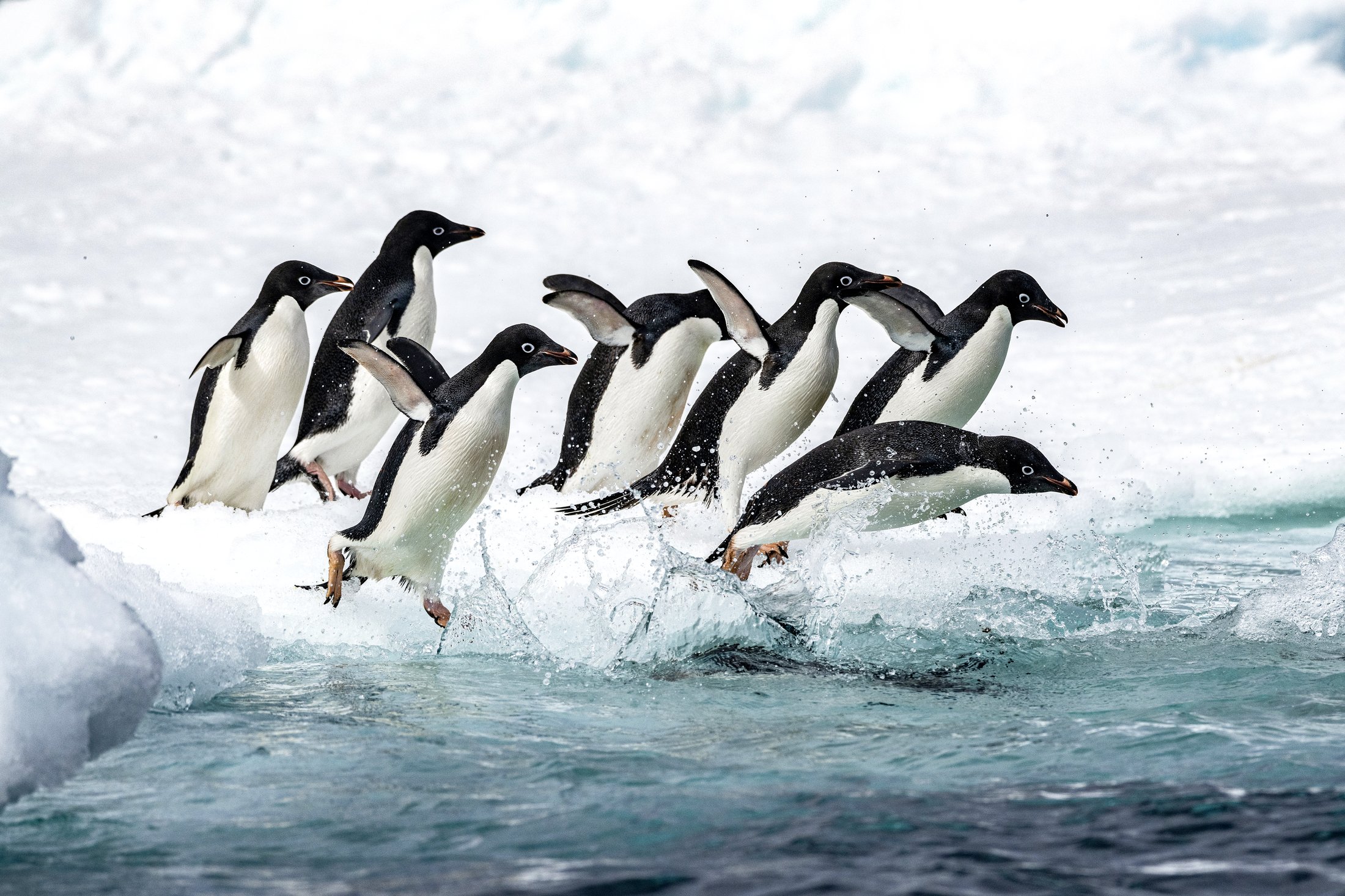 Heroina Island - Antarctique